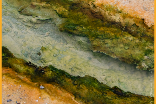 Our scientists contributed to the discovery of a unique new bacterium in Bulgarian hot springs
