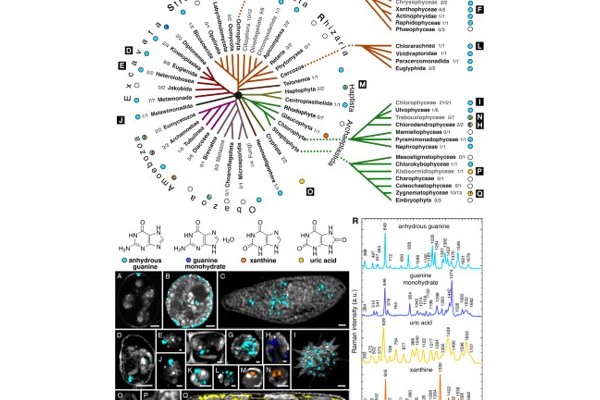 A Paradigm Shift in Biocrystallization