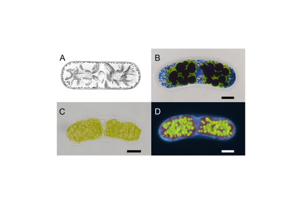 Finding new localization of polyphosphate in chloroplasts of zygnematophytes