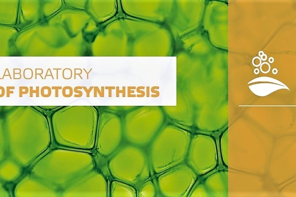 Another piece of the "green puzzle" - the Třeboň scientists revealed an important step in the biosynthesis of the photosynthetic apparatus
