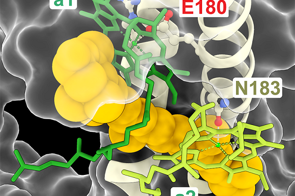 LHC-like proteiny a ochrana fotosyntetického aparátu rostlin 