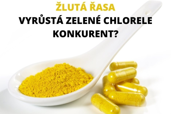 Žlutá řasa z Třeboně míří na komerční trh