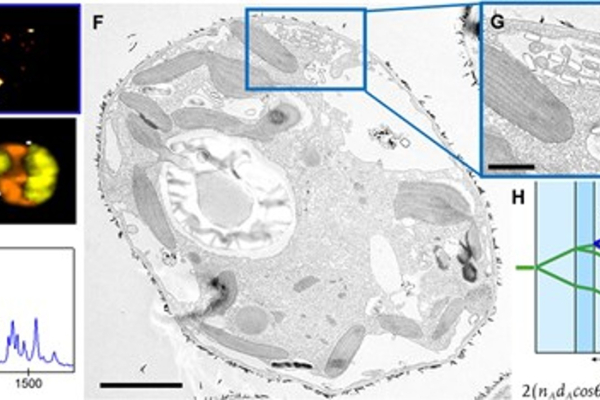Crystal-Based Microbial Vision