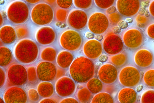 Řasoví biotechnologové se potkali pod Alpami